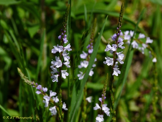 {Verbena simplex}